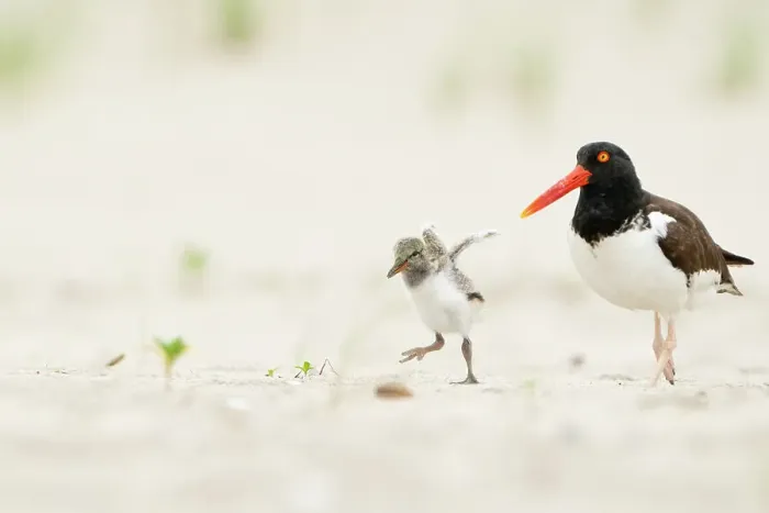 Framed Print : Adult American oystercatcher (Haematopus palliatus) walking along beach, with chick running and flapping its wings. Long Island, New York, USA. June Framed Print : Adult American oystercatcher (Haematopus palliatus) walking along beach, with chick running and flapping its wings. Long Island, New York, USA. June