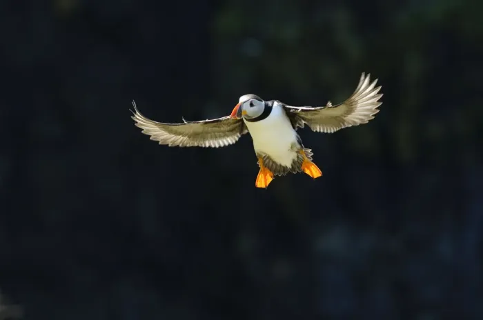 Framed Print : Adult Atlantic puffin (Fratercula arctica) in flight in summer, backlit, Isle of Lunga Framed Print : Adult Atlantic puffin (Fratercula arctica) in flight in summer, backlit, Isle of Lunga