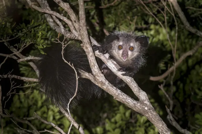Framed Print : Adult Aye-aye (Daubentonia madagascariensis) active in forest canopy at night. Dry