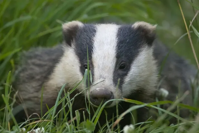 Framed Print : Adult Badger (Meles meles) in long grass, Dorset, England, UK, July Framed Print : Adult Badger (Meles meles) in long grass, Dorset, England, UK, July