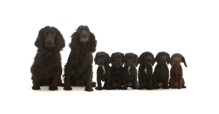 Framed Print : Adult black Cocker Spaniel pair with six puppies sitting in a line Framed Print : Adult black Cocker Spaniel pair with six puppies sitting in a line