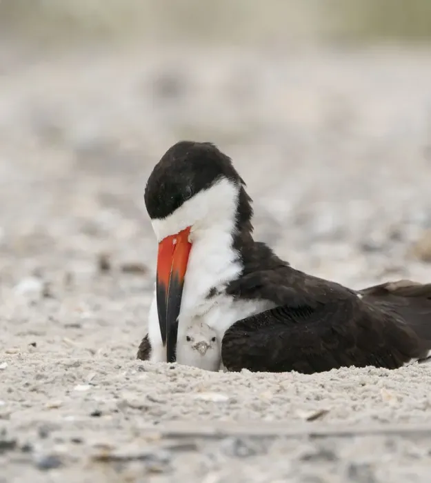 Framed Print : Adult Black skimmer (Rynchops niger) brooding chick, Long Island, New York, USA. August Framed Print : Adult Black skimmer (Rynchops niger) brooding chick, Long Island, New York, USA. August