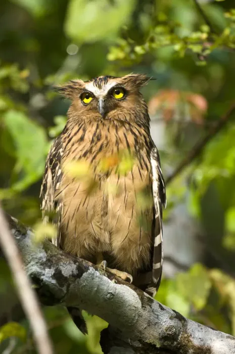 Framed Print : Adult Buffy-fish owl (Bubo ketupa) in morning sun. Kinabatangan River, Sabah, Borneo, Malaysia Framed Print : Adult Buffy-fish owl (Bubo ketupa) in morning sun. Kinabatangan River, Sabah, Borneo, Malaysia