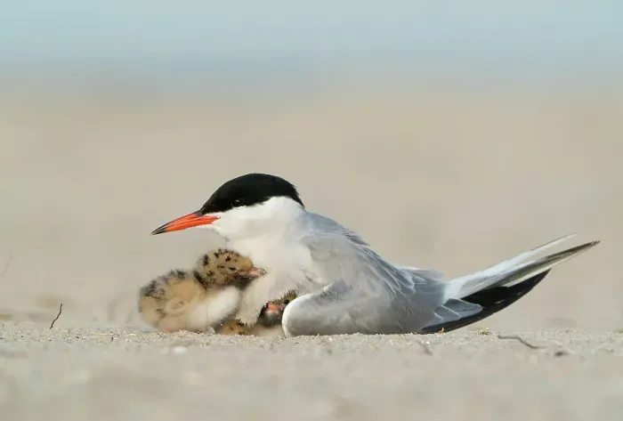 Framed Print : Adult Common tern (Sterna hirundo) brooding two chicks. Long Island, New York, USA. June