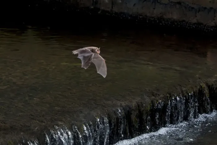 Framed Print : Adult Daubentons bat (Myotis daubentoni) flying over a weir, England, UK, September Framed Print : Adult Daubentons bat (Myotis daubentoni) flying over a weir, England, UK, September