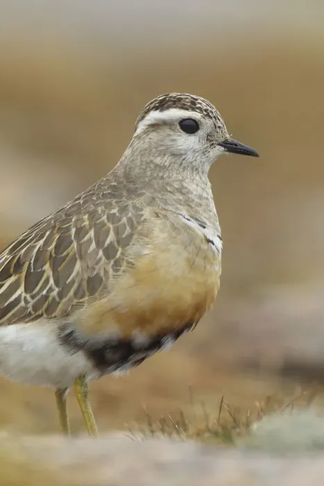 Framed Print : Adult female Eurasian dotterel (Charadrius morinellus) in breeding habitat on upland