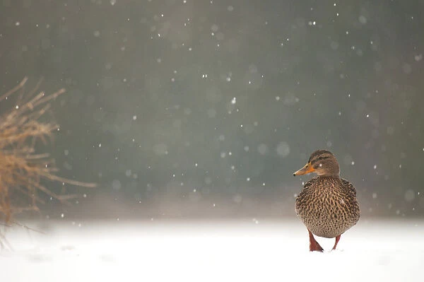 An adult female Mallard (Anas platyrhynchos) standing on a frozen lake in falling snow