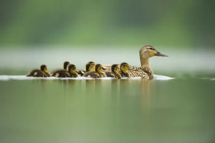 Framed Print : An adult female Mallard (Anas platyrhynchos) with ducklings, on a still lake, Derbyshire Framed Print : An adult female Mallard (Anas platyrhynchos) with ducklings, on a still lake, Derbyshire