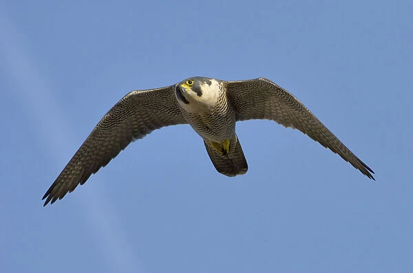 Adult female Peregrine falcon (Falco peregrinus) in flight, Bristol, England, UK, March