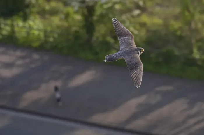 Framed Print : Adult female Peregrine falcon (Falco peregrinus) in flight over a road in the Avon Gorge Framed Print : Adult female Peregrine falcon (Falco peregrinus) in flight over a road in the Avon Gorge