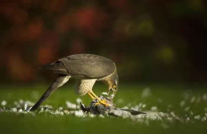 Framed Print : Adult female Sparrowhawk (Accipiter nisus) feeding on a collared dove kill in a garden Framed Print : Adult female Sparrowhawk (Accipiter nisus) feeding on a collared dove kill in a garden
