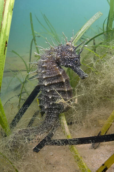 An adult female Spiny Seahorse (Hippocampus guttulatus) in a meadow of seagrass (Zostera marina)