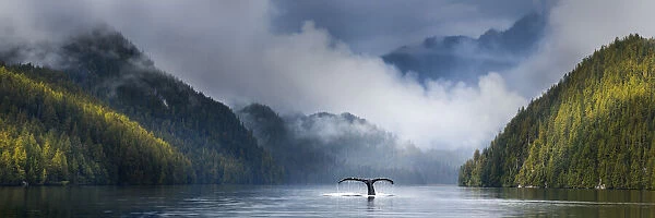 Adult humpback whale (Megaptera novaeangliae) diving in deep water channel. Great Bear Rainforest, British Columbia, Canada.(digitally stitched image)