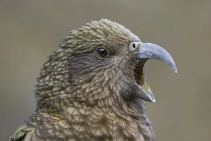 Framed Print : Adult Kea (Nestor notabilis) close-up portrait. Arthurs Pass National Park, New Zealand, July Framed Print : Adult Kea (Nestor notabilis) close-up portrait. Arthurs Pass National Park, New Zealand, July