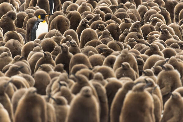 An adult King penguin (Aptenodytes patagonicus) amongst a creche of chicks at