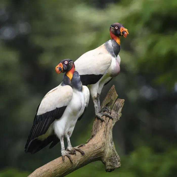 Framed Print : Adult King Vulture (Sarcoramphus papa) Laguna del Lagarto, Boca Tapada, Caribbean slope Framed Print : Adult King Vulture (Sarcoramphus papa) Laguna del Lagarto, Boca Tapada, Caribbean slope