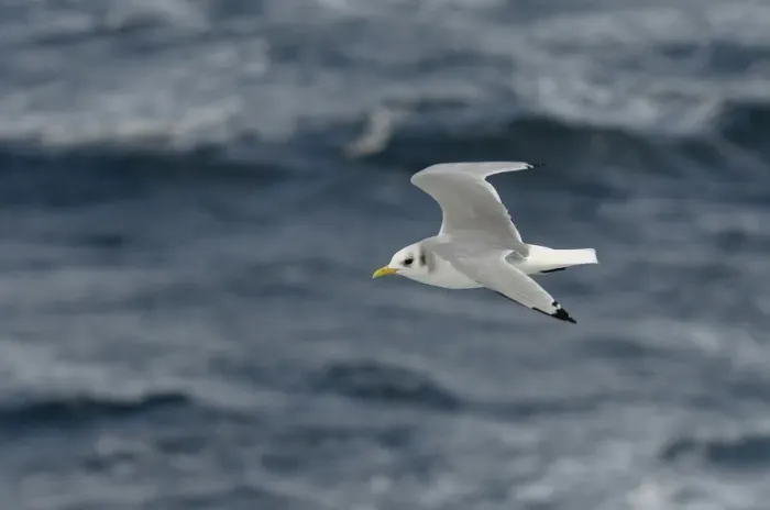 Framed Print : Adult Kittiwake (Rissa tridactyla) in winter plumage in flight alongside the pelagic Framed Print : Adult Kittiwake (Rissa tridactyla) in winter plumage in flight alongside the pelagic