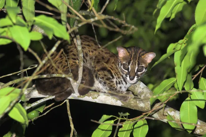 Framed Print : Adult Leopard Cat {Felis / Prionailurus bengalensis} portrait resting in tree, riverine forest Framed Print : Adult Leopard Cat {Felis / Prionailurus bengalensis} portrait resting in tree, riverine forest