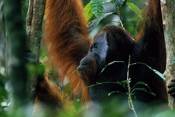 Adult male Bornean orangutan (Pongo pygmaeus) in rainforest canopy, Gunung Palung National Park