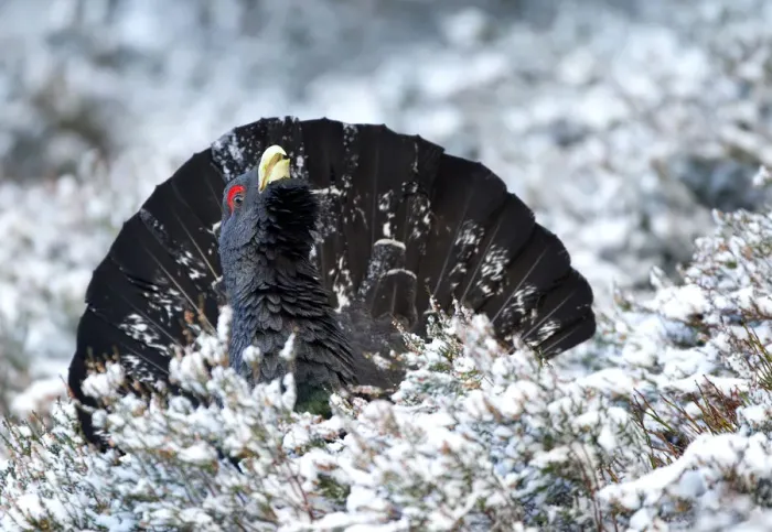 Framed Print : Adult male Capercaille (Tetrao urogallus), displaying in the snow, Scotland, December Framed Print : Adult male Capercaille (Tetrao urogallus), displaying in the snow, Scotland, December