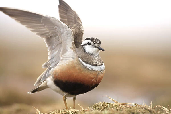 Adult male Eurasian dotterel (Charadrius morinellus) displaying with wings raised