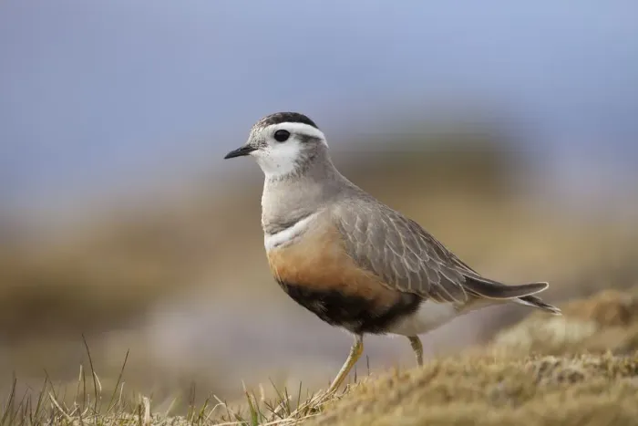 Framed Print : Adult male Eurasian dotterel (Charadrius morinellus) in breeding habitat on upland Framed Print : Adult male Eurasian dotterel (Charadrius morinellus) in breeding habitat on upland