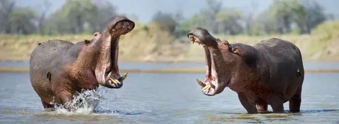 Framed Print : Adult male Hippopotamuses (Hippopotamus amphibius) posturing in agressive yawn behaviour Framed Print : Adult male Hippopotamuses (Hippopotamus amphibius) posturing in agressive yawn behaviour