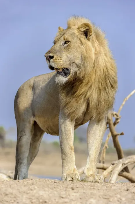 Framed Print : Adult male lion (Panthera leo) standing on the banks of the Luangwa River Framed Print : Adult male lion (Panthera leo) standing on the banks of the Luangwa River