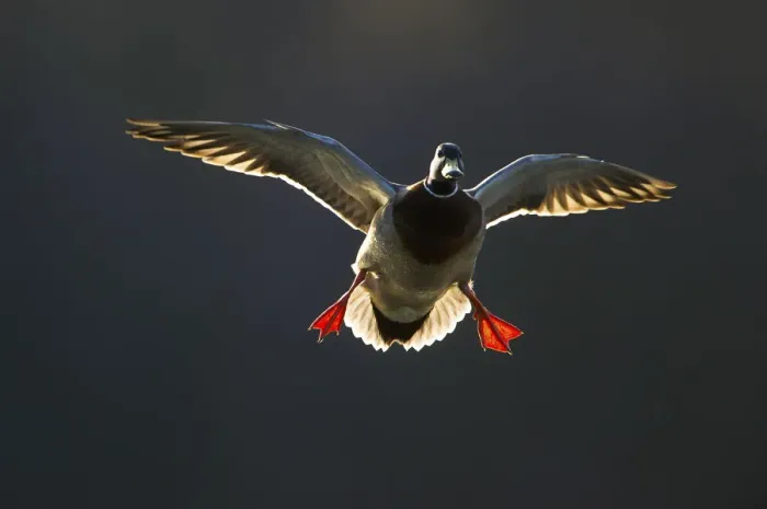 Framed Print : An adult male Mallard (Anas platyrhynchos) comes in to land, backlit by evening sunlight Framed Print : An adult male Mallard (Anas platyrhynchos) comes in to land, backlit by evening sunlight