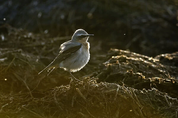 Adult male Northern wheatear (Oenanthe oenanthe) with ruffled plumage feeding