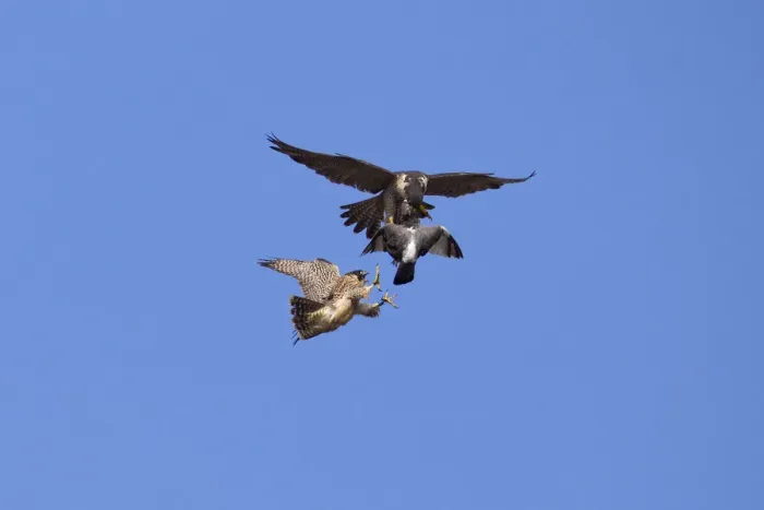 Framed Print : Adult male Peregrine falcon (Falco peregrinus) food passing a Feral pigeon (Columba Framed Print : Adult male Peregrine falcon (Falco peregrinus) food passing a Feral pigeon (Columba