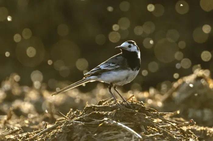 Framed Print : Adult male Pied wagtail (Motacilla alba yarrellii), in spring plumage, feeding on dung flies Framed Print : Adult male Pied wagtail (Motacilla alba yarrellii), in spring plumage, feeding on dung flies