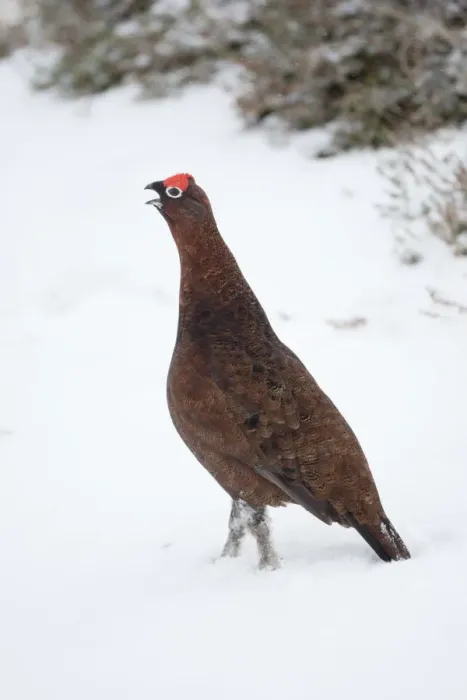 Framed Print : Adult male Red Grouse (Lagopus lagopus scoticus) in snow, Cairngorms NP, Scotland Framed Print : Adult male Red Grouse (Lagopus lagopus scoticus) in snow, Cairngorms NP, Scotland