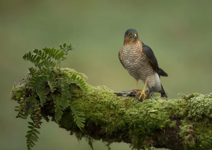 Framed Print : Adult male Sparrowhawk (Accipiter nisus) with prey perched on a branch, Dumfries
