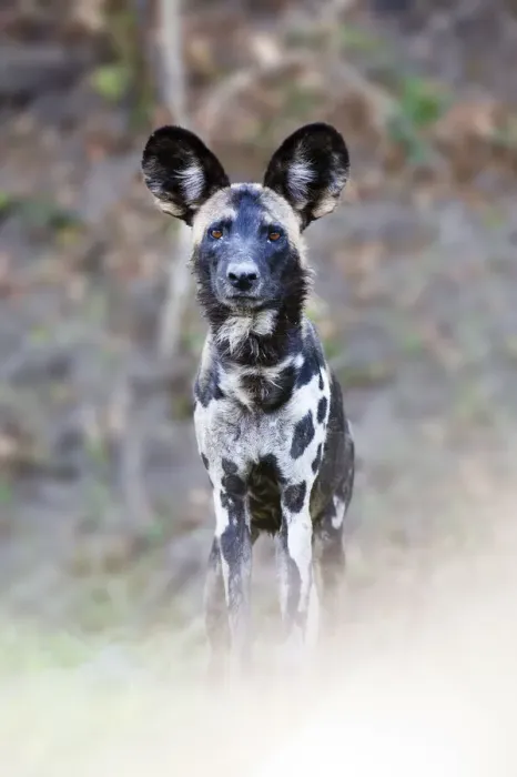 Framed Print : Adult Painted hunting dog  /  African wild dog (Lycaon pictus) on the banks of the Luangwa River, South Luangwa National Park, Zambia, October