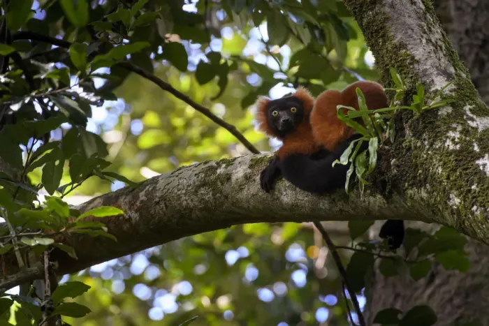 Framed Print : Adult Red Ruffed Lemur (Varecia rubra) resting in rainforest canopy. Masoala National Park Framed Print : Adult Red Ruffed Lemur (Varecia rubra) resting in rainforest canopy. Masoala National Park