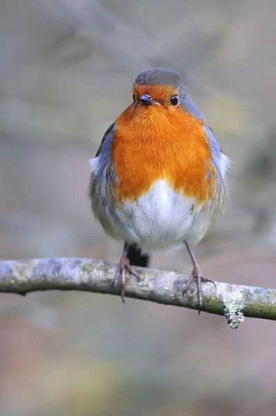 Adult robin (Erithacus rubecula) perched on twig in late winter. Dorset, UK February