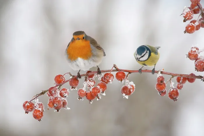Framed Print : Adult Robin (Erithacus rubecula) and adult Blue tit (Parus caeruleus) in winter, perched on twig with frozen crab apples, Scotland, UK, December 2010