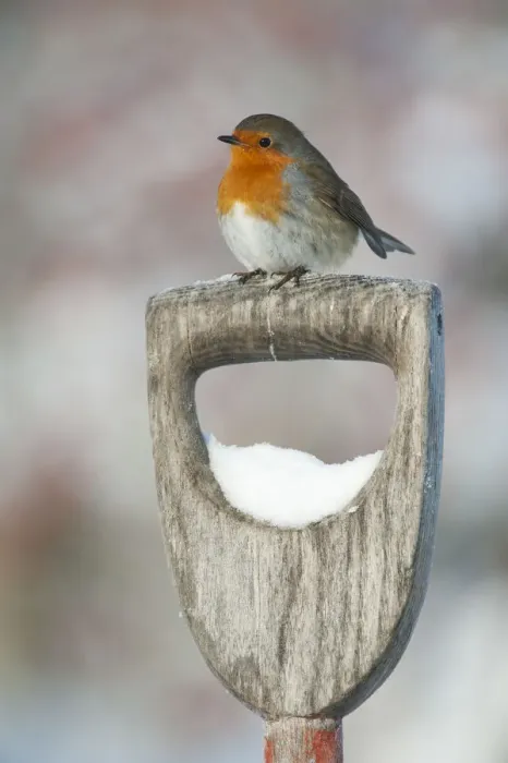 Framed Print : Adult Robin (Erithacus rubecula) perched on spade handle in the snow in winter, Scotland Framed Print : Adult Robin (Erithacus rubecula) perched on spade handle in the snow in winter, Scotland