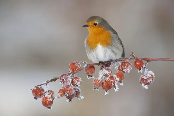 Framed Print : Adult Robin (Erithacus rubecula) in winter, perched on twig with frozen crab apples