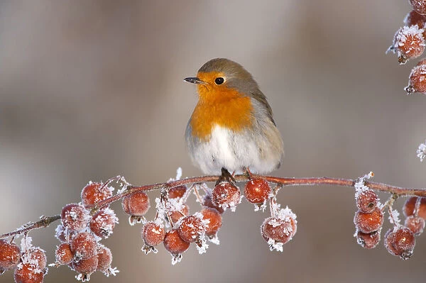Adult Robin (Erithacus rubecula) in winter, perched on twig with frozen crab apples