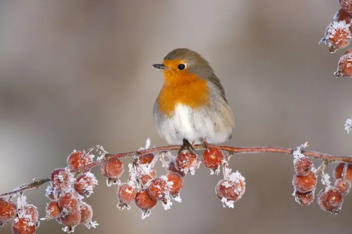 Framed Print : Adult Robin (Erithacus rubecula) in winter, perched on twig with frozen crab apples Framed Print : Adult Robin (Erithacus rubecula) in winter, perched on twig with frozen crab apples
