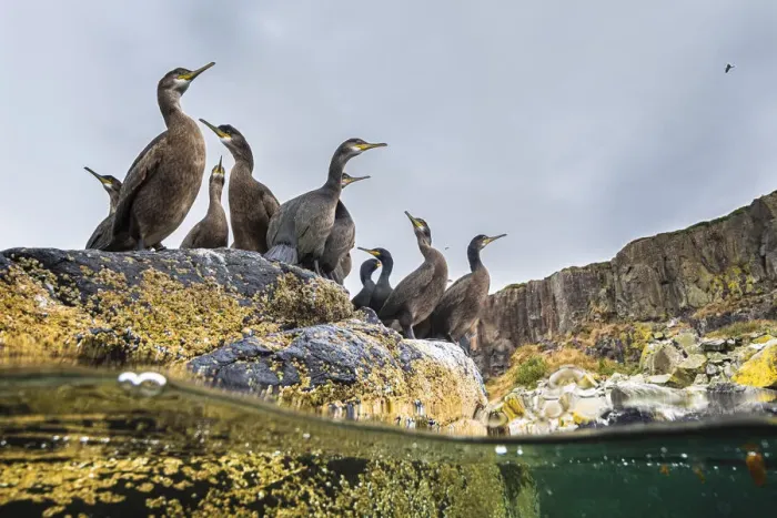 Framed Print : Adult Shags (Phalacrocorax aristotelis) with young, gathered on rocks, Treshnish Isles Framed Print : Adult Shags (Phalacrocorax aristotelis) with young, gathered on rocks, Treshnish Isles
