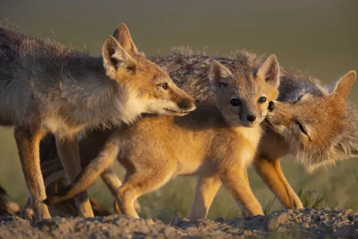 Framed Print : Adult Swift foxes (Vulpes velox) caring for pup at den, Montana, USA. June Framed Print : Adult Swift foxes (Vulpes velox) caring for pup at den, Montana, USA. June