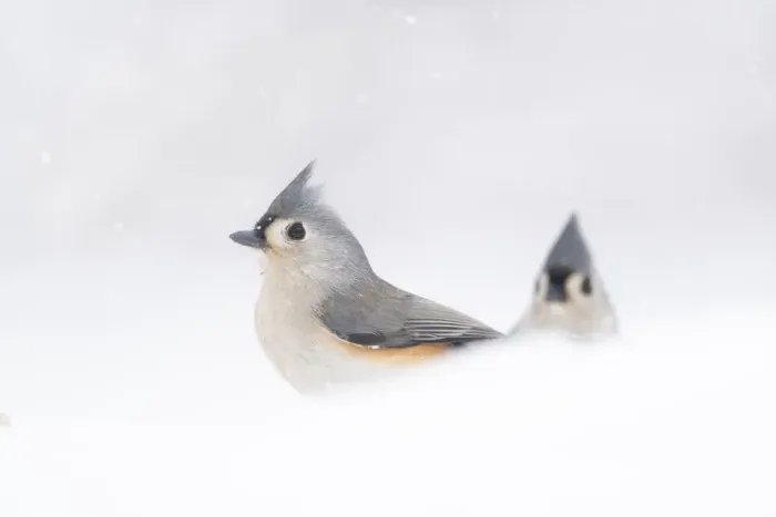 Framed Print : Two adult Tufted titmice (Baeolophus bicolor) surrounded by snow, winter, New York, USA Framed Print : Two adult Tufted titmice (Baeolophus bicolor) surrounded by snow, winter, New York, USA