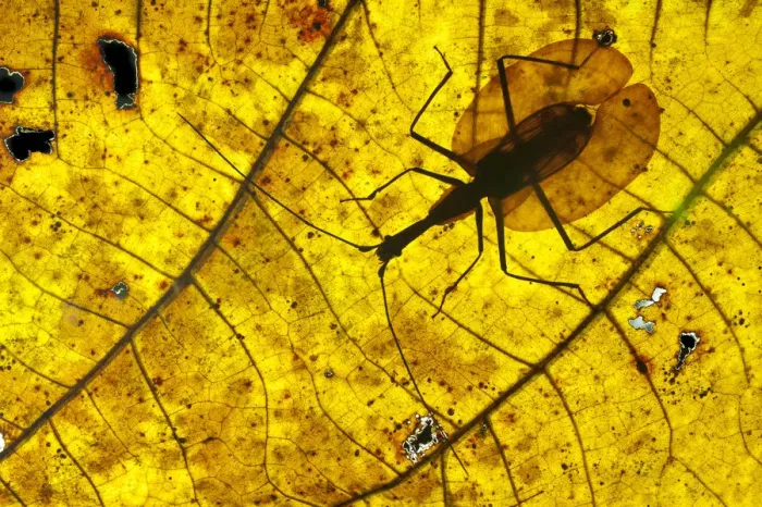 Framed Print : Adult Violin Beetle (Mormolyce borneensis) on decaying leaf on the rain forest floor Framed Print : Adult Violin Beetle (Mormolyce borneensis) on decaying leaf on the rain forest floor