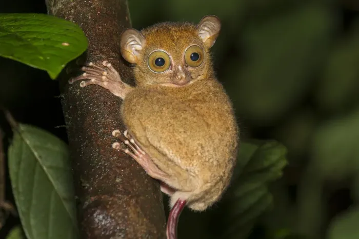 Framed Print : Adult Western / Horsfields tarsier (Tarsius bancanus) in forest understorey at night Framed Print : Adult Western / Horsfields tarsier (Tarsius bancanus) in forest understorey at night