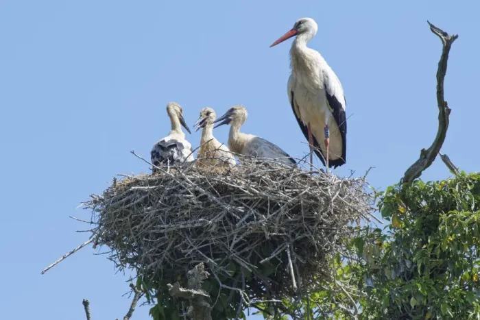 Framed Print : Adult White stork (Ciconia ciconia) standing beside three large chicks on their nest