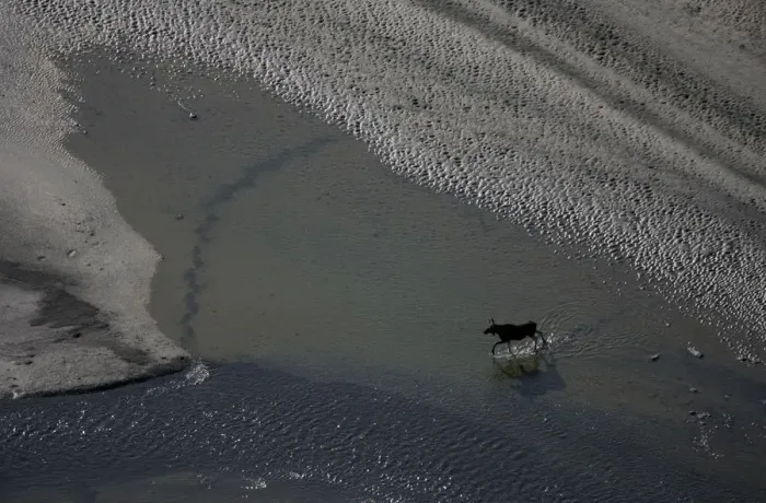 Framed Print : Aerial of a European elk / Moose (Alces alces) crossing sand spit in the Rapadalen valley Framed Print : Aerial of a European elk / Moose (Alces alces) crossing sand spit in the Rapadalen valley