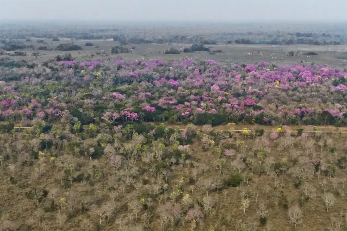 Framed Print : Aerial landscape of Cerrado with flowring Pink Trumpet Trees  /  Pink Lapacho (Handroanthus